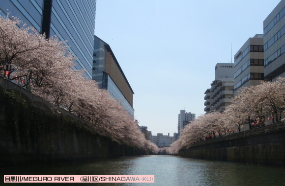 （3月-4月）さくらクルーズ/SAKURA CRUISE